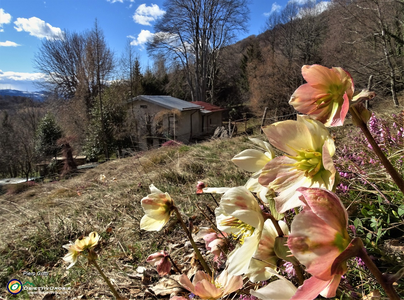 72 Ellebori per la casetta degli alti secolari faggi.JPG